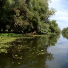 Danube Delta - Leonov Valeriu